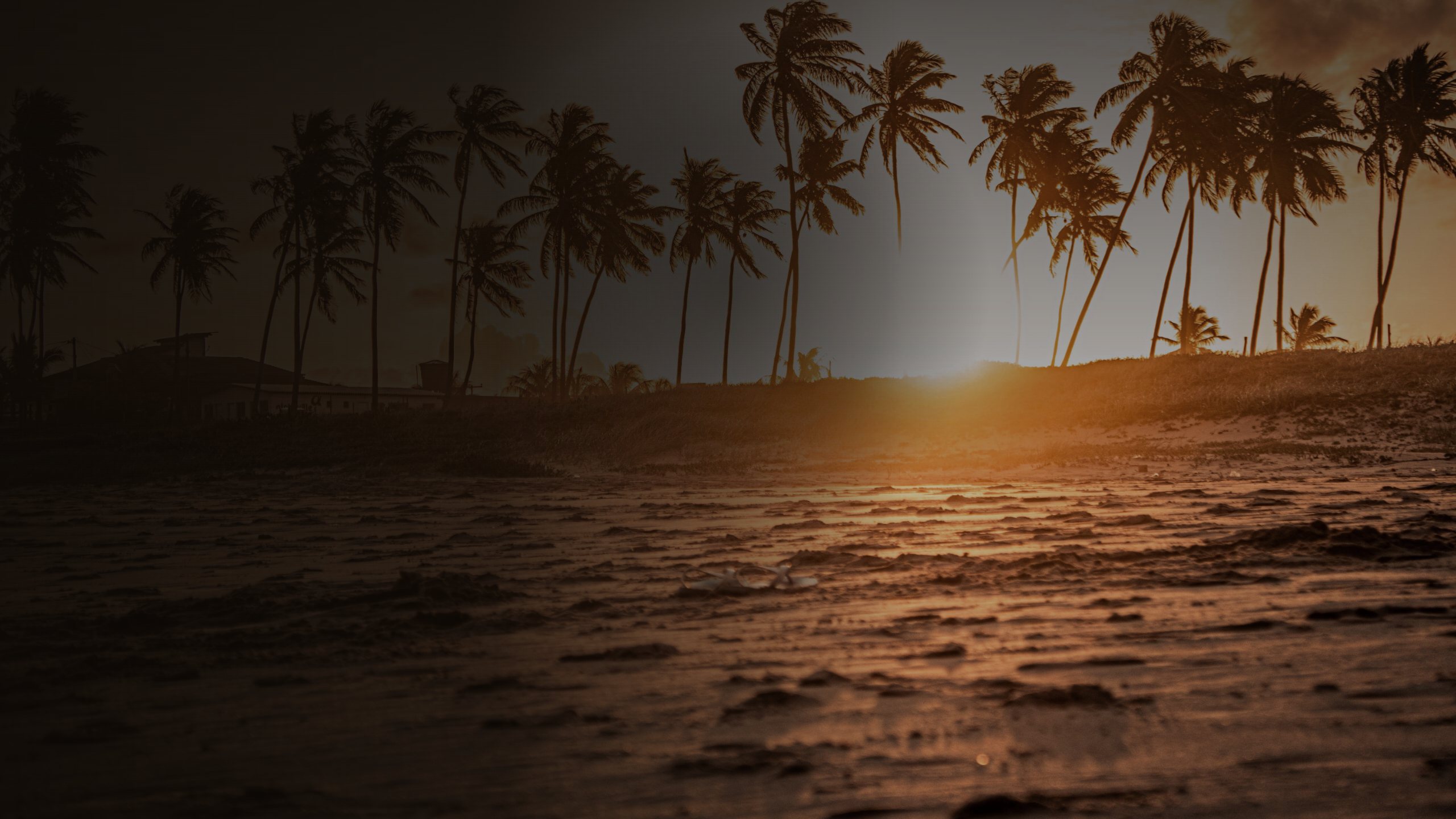 Palm trees along a tropical shore at golden hour - Third World Therapy